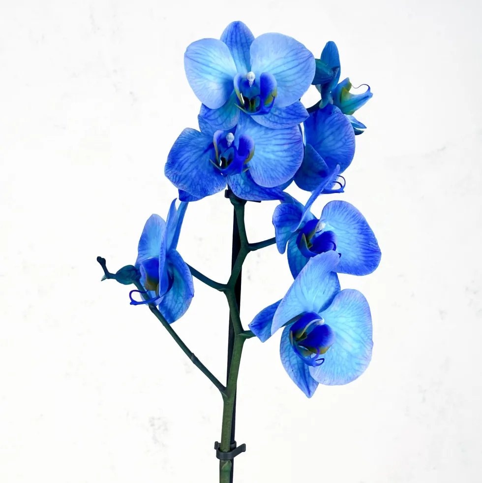 Orquídea Premium Phalaenopsis 'Royal Blue'