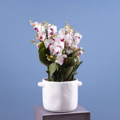 Orquídea Premium Phalaenopsis 'Duetto Safe Haven'