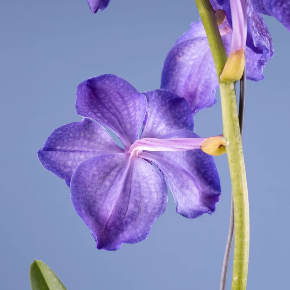 Orquídea Vanda