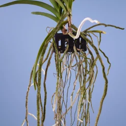 Orquídea Vanda