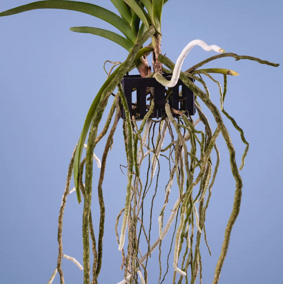 Orquídea Vanda