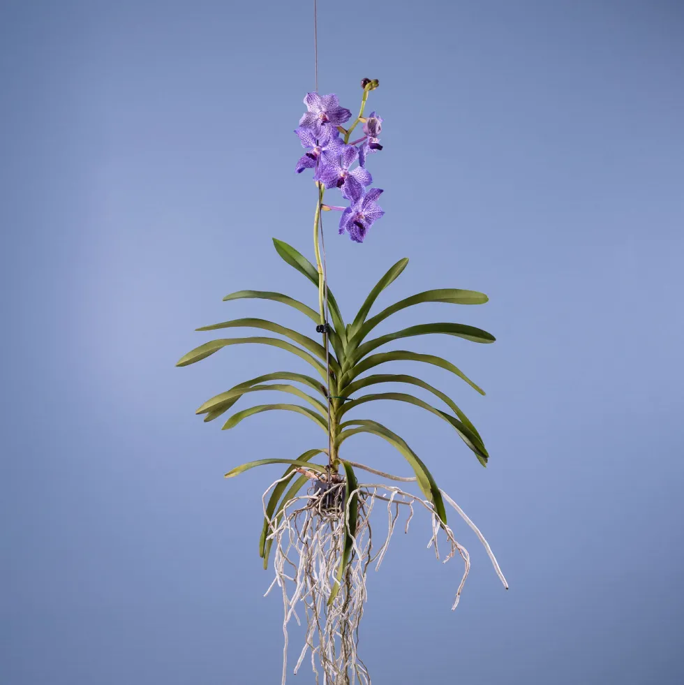 Orquídea Vanda