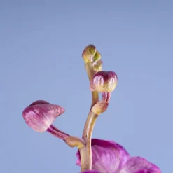 Orquídea Vanda