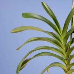 Orquídea Vanda