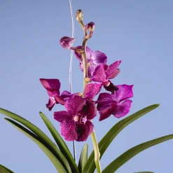 Orquídea Vanda
