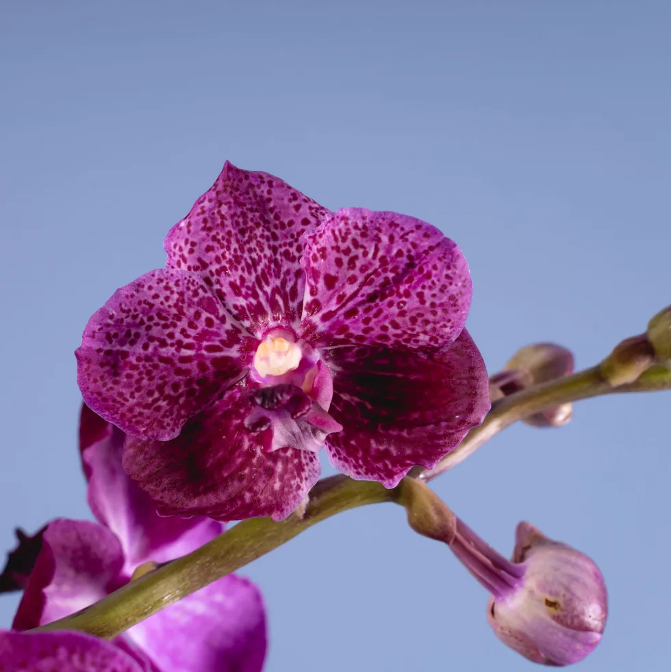 Orquídea Vanda
