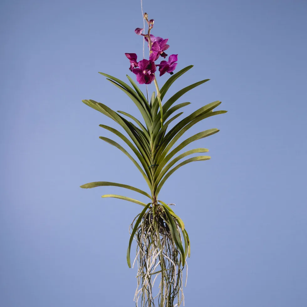 Orquídea Vanda