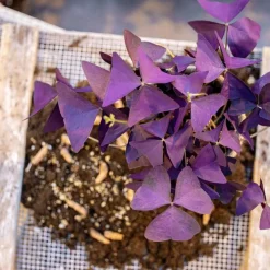 Oxalis triangularis de hoja púrpura