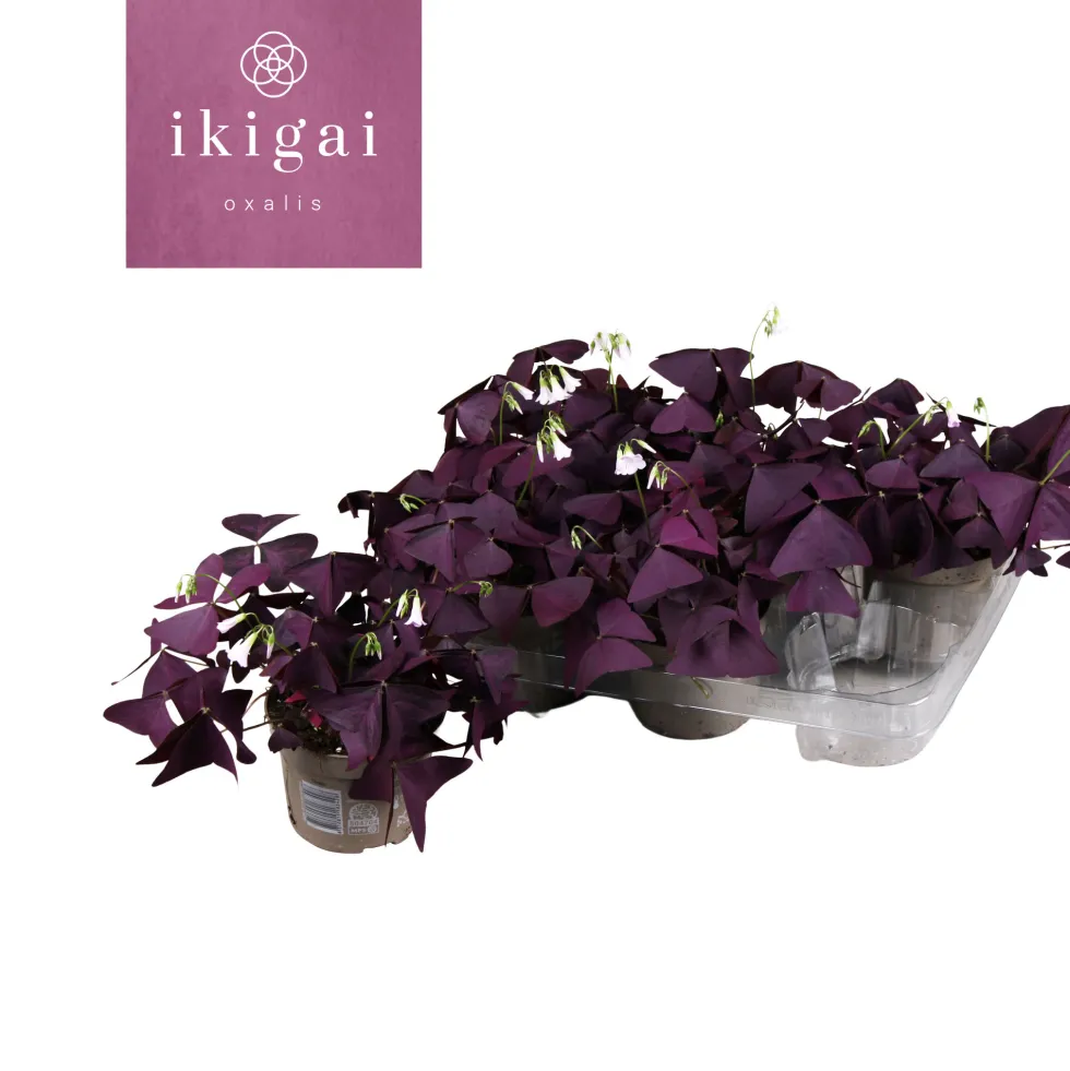 Oxalis triangularis de hoja púrpura