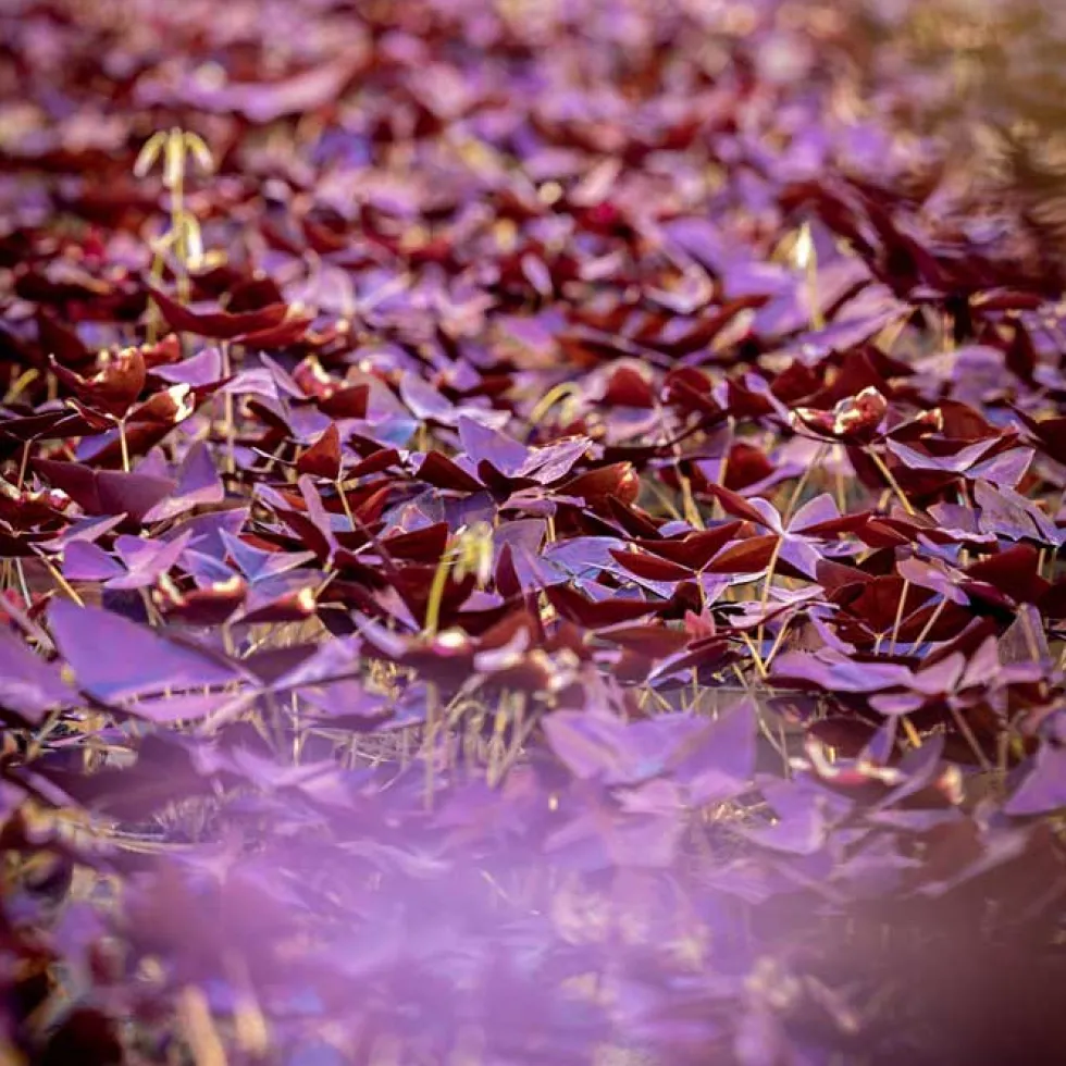 Oxalis triangularis de hoja púrpura