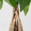 Pachira aquatica
