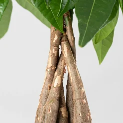 Pachira aquatica