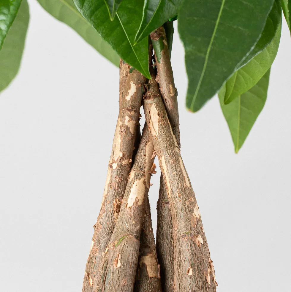 Pachira aquatica