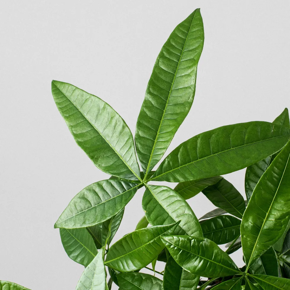 Pachira aquatica