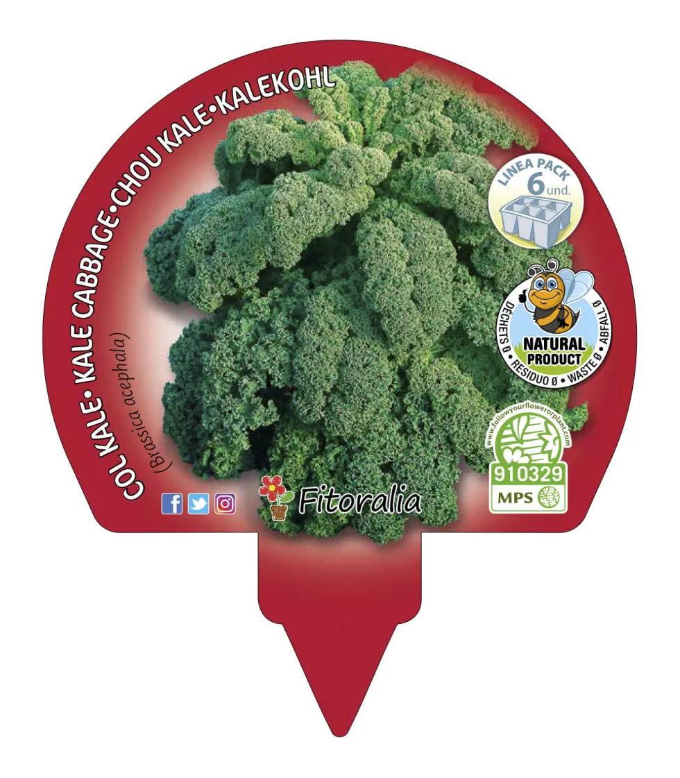 Pack 6 uds. Col Rizada Kale