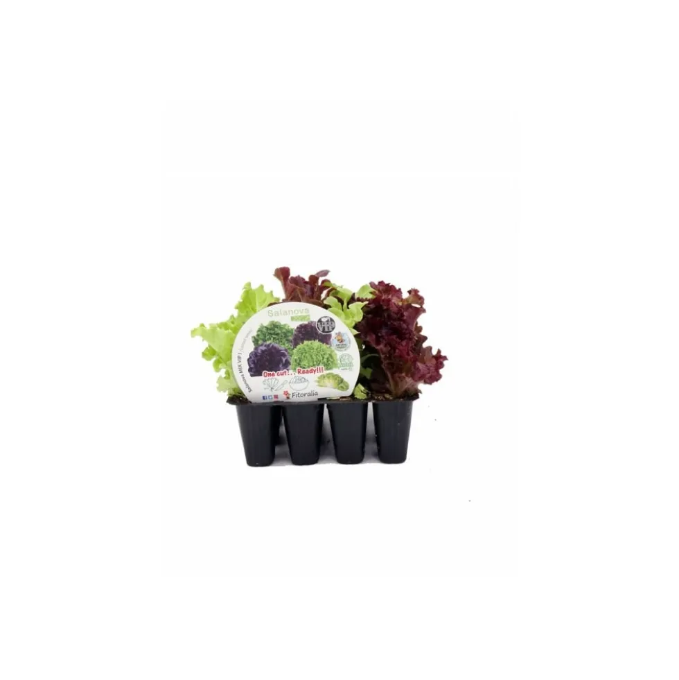 Pack 12 uds. Lechuga Mix I Salanova