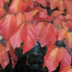Parrotia persica