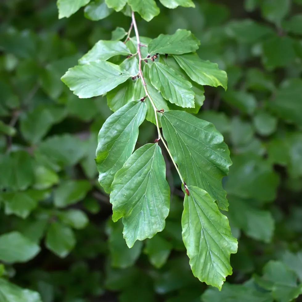 Parrotia persica