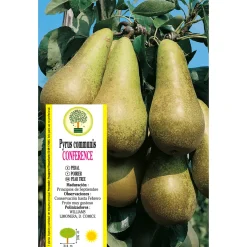 Peral 'Conferencia' (Pyrus communis)