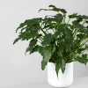 Philodendron xanadu