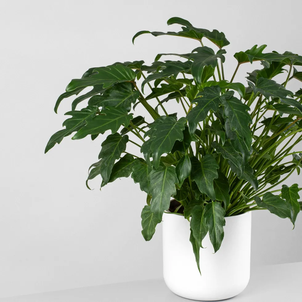 Philodendron xanadu