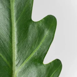Philodendron xanadu