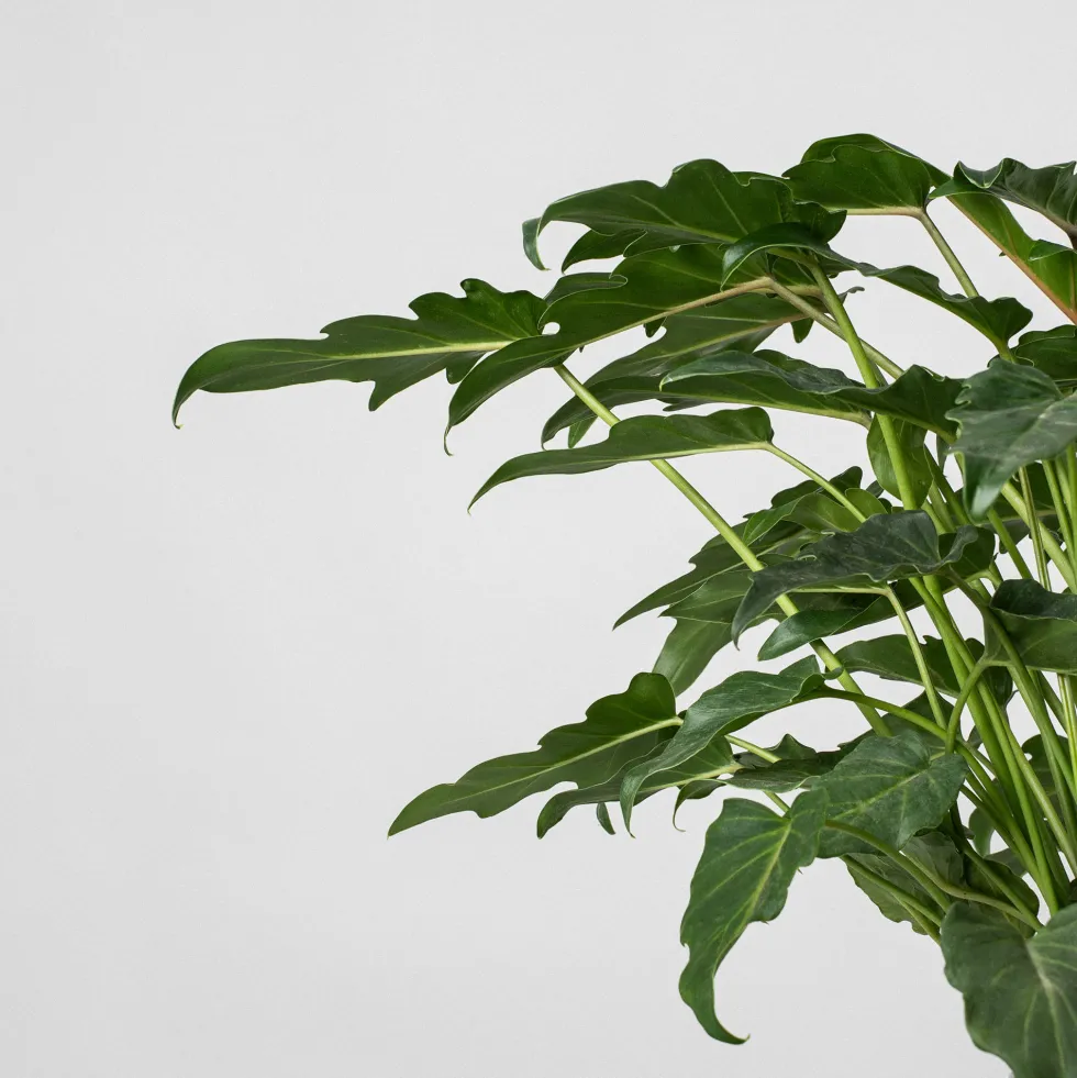 Philodendron xanadu