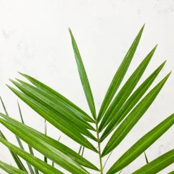 Phoenix canariensis (Palmera canaria)