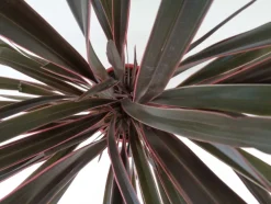 Phormium tenax 'Pink Stripe'