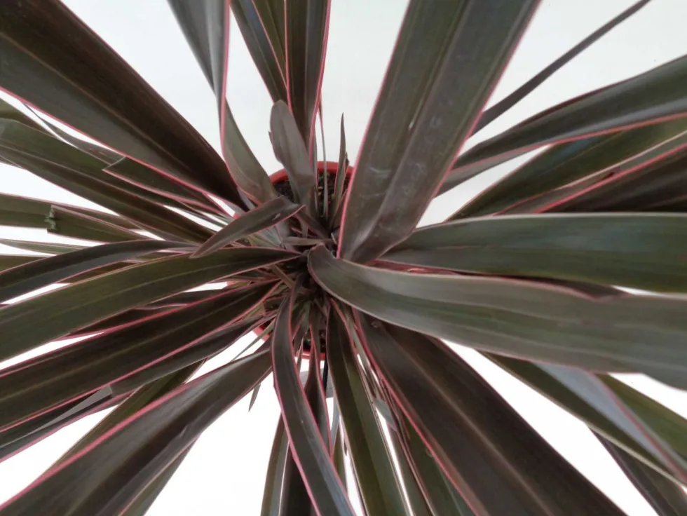 Phormium tenax 'Pink Stripe'
