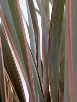 Phormium tenax 'Pink Stripe'