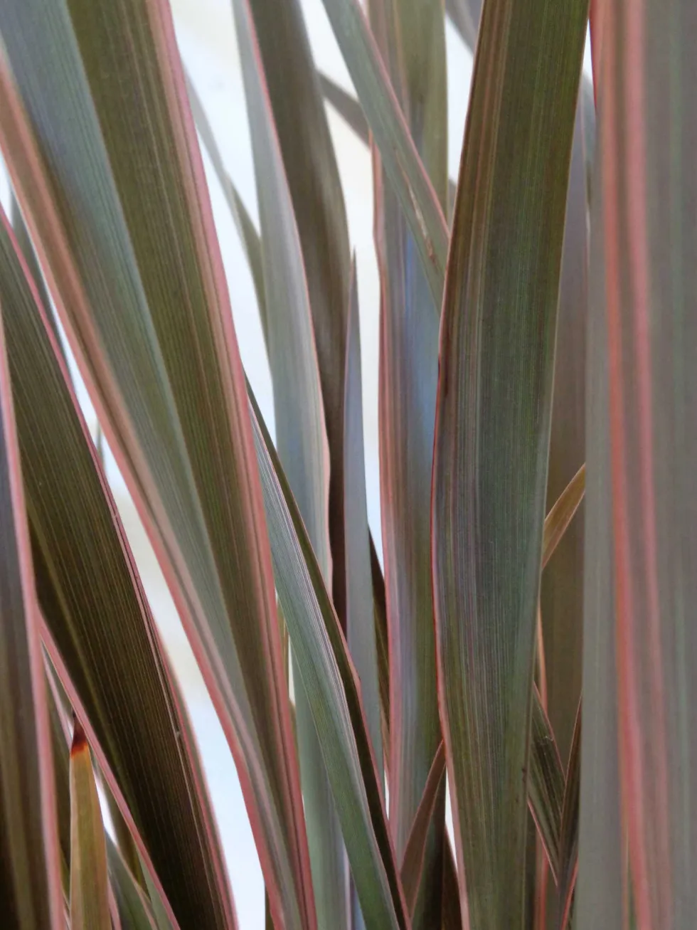 Phormium tenax 'Pink Stripe'