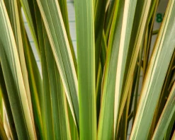 Phormium tenax 'Variegatum'