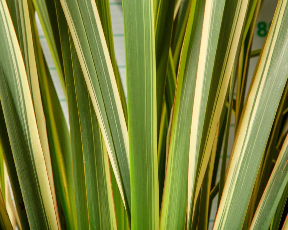 Phormium tenax 'Variegatum'