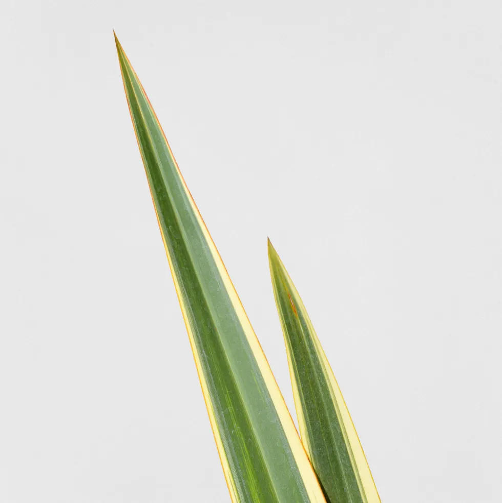Phormium tenax 'Variegatum'