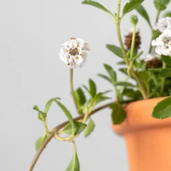 Phyla nodiflora
