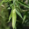 Phyllostachys bissetii (Bambú Bisset)
