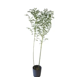 Phyllostachys bissetii (Bambú Bisset)