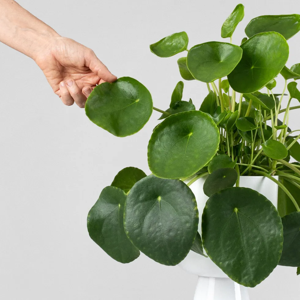 Pilea peperomioides