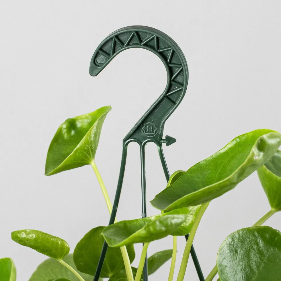 Pilea peperomioides