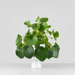 Pilea peperomioides