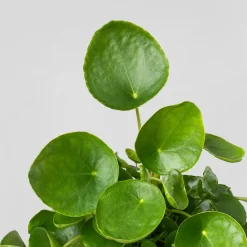 Pilea peperomioides
