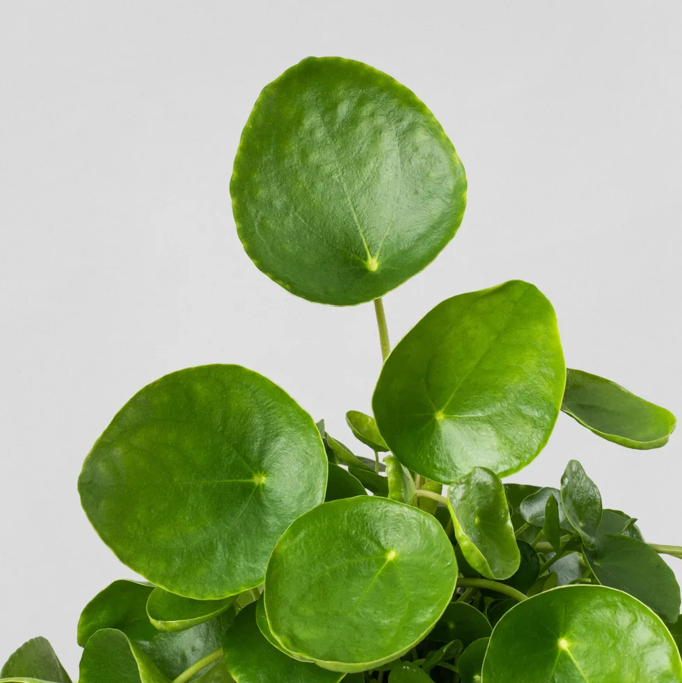 Pilea peperomioides