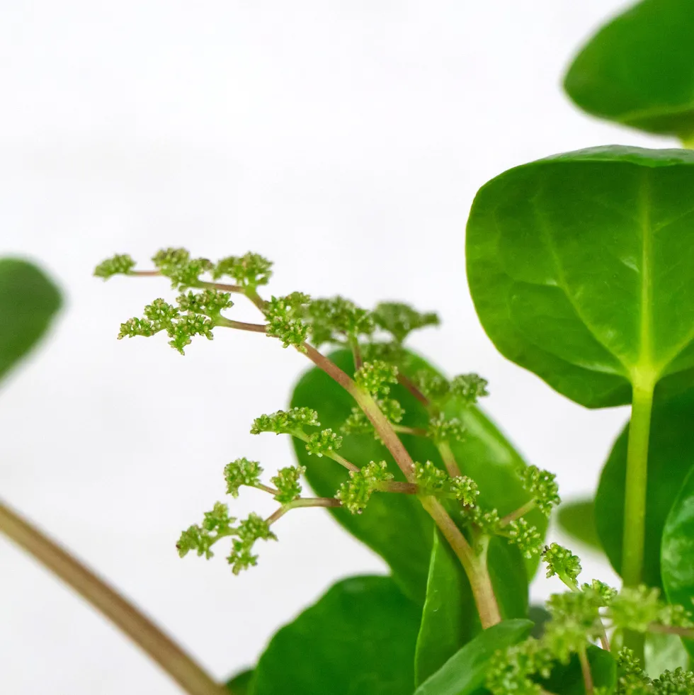 Pilea peperomioides