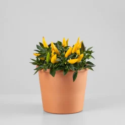 Pimiento ornamental 'Favorit'