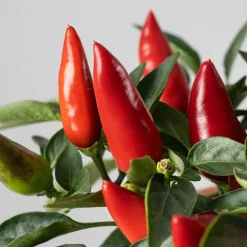 Pimiento ornamental 'Favorit'
