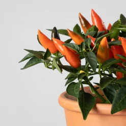 Pimiento ornamental 'Favorit'