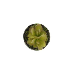 Pinguicula