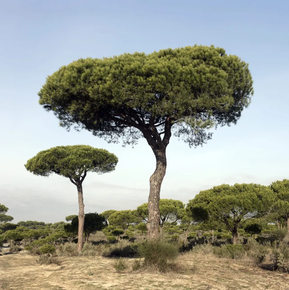 Pinus pinea (Pino piñonero)