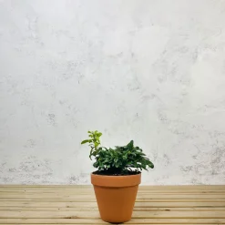 Pittosporum tobira 'Nana'